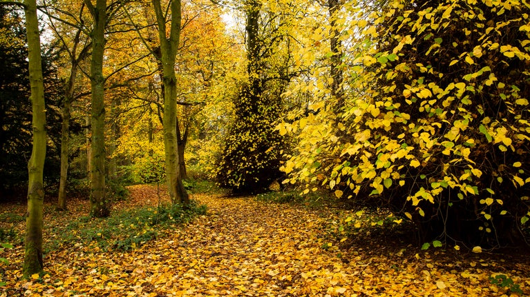 Autumnal woodland at Shugborough Estate, Staffordshire